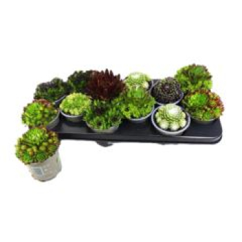 Sempervivum gemischt