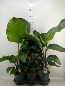Strelitzia nicolai