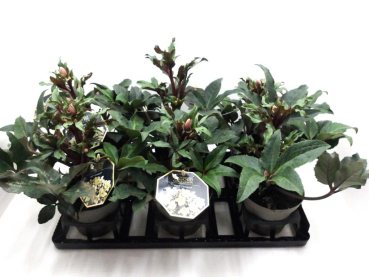 Helleborus 'HGC' Camelot