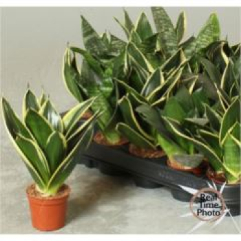 Mini Sansevieria trifa.