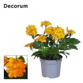 Crossandra infundib. 'Fortuna'