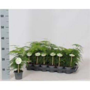 Asparagus setaceus