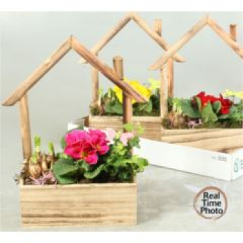 Frühlingsmix in Holzhaus bepflanzt