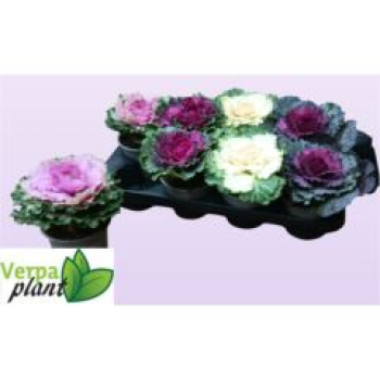 Brassica oler. Mix