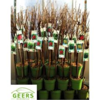 Ribes in rot und schwarz