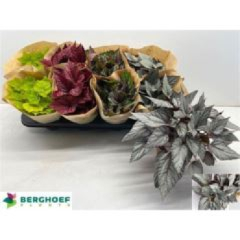 Begonia 'Beleaf' gemischt