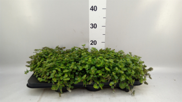 Callisia repens