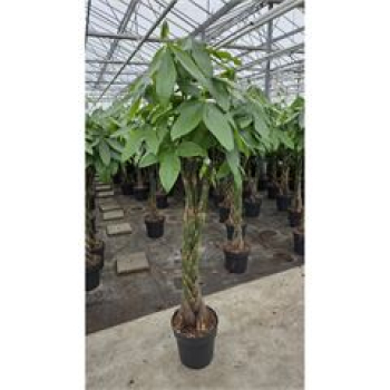 Pachira aquatica Stamm geflochten
