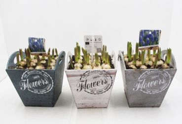 Muscari in Henkeltopf "Flowers"