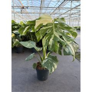Monstera delic. 'Thai Constellation'