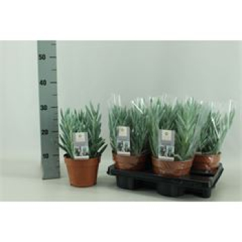 Curio ficoides 'Mount everest'