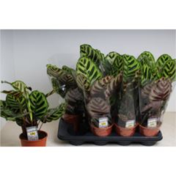 Calathea makoyana