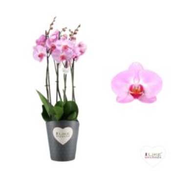 Phalaenopsis "Duetto" 4 Rispen rosa