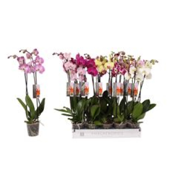 Phalaenopsis 2 Rispen Mix