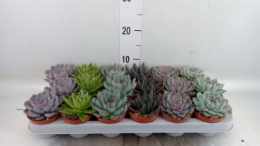 Echeveria Mix