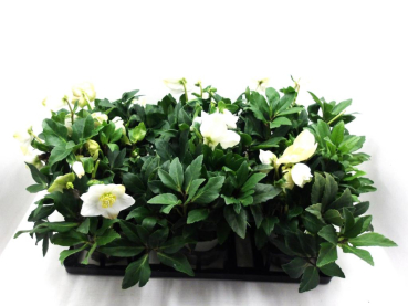 Helleborus niger