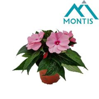 Impatiens NG rosa/pink Töne