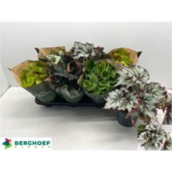 Begonia 'Beleaf' gemischt