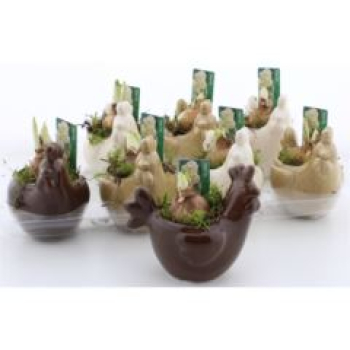 Narzissen in Huhntopf