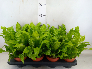 Asplenium nidus "Crispy Wave"