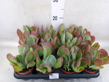 Kalanchoe oricula