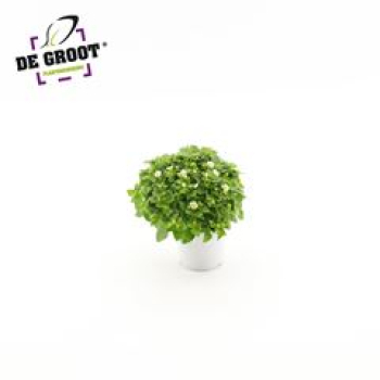 Exacum affine 'White Star'