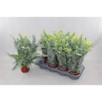 Phlebodium aureum 'Blue Star'