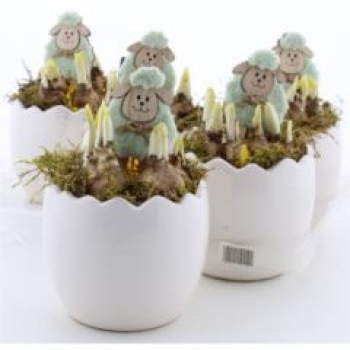 Narcissus im weißen Ei