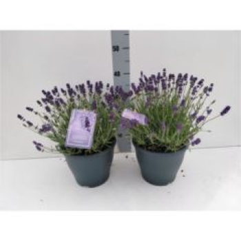 Lavandula ang. Kübel