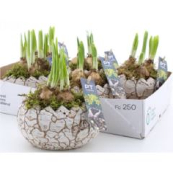 Narzissen in Ei liegend -Beton