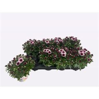 Chrysanthemum 'Pink Bicolor'