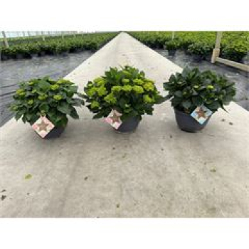 Hydrangea Schale rot