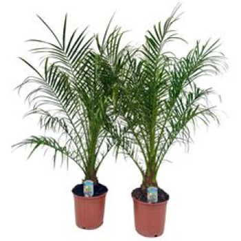 Phoenix roebelenii