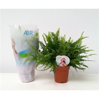 Nephrolepis exal. 'Green Lady'