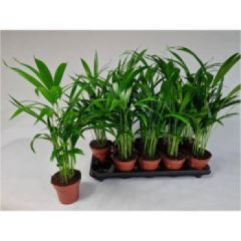 Dypsis lutescens