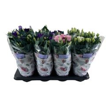 Eustoma russ. gemischt
