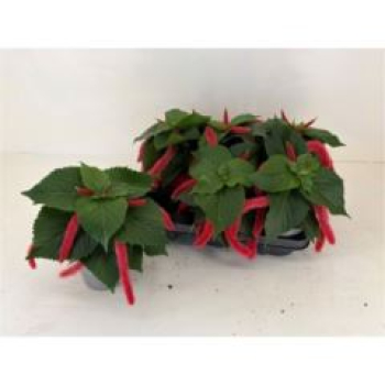 Acalypha hispida