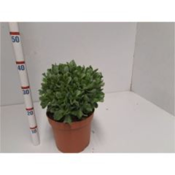 Crassula arborescens