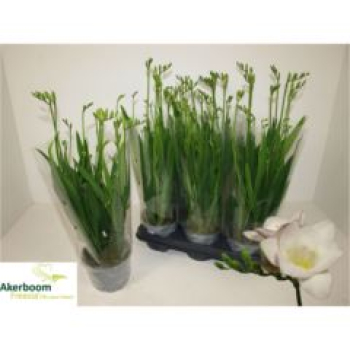 Freesia 'Feelgood Lavender'