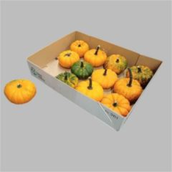 Cucurbita pepo 'Jack AM Little'