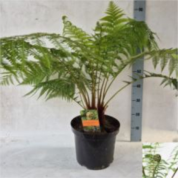 Dicksonia antarctica