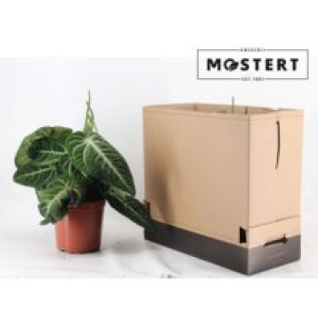 Anthurium clarinervium