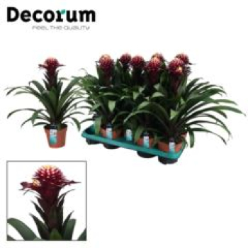 Guzmania 'Francesca'