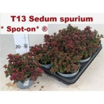 Sedum spurium 'Spot on deep Rose'