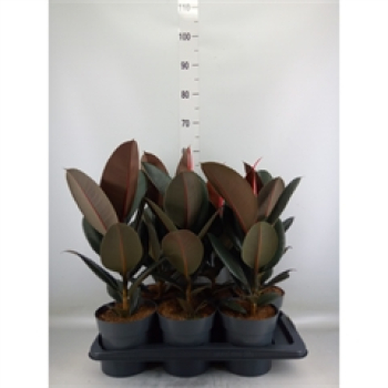 Ficus elastica 'Abidjan'