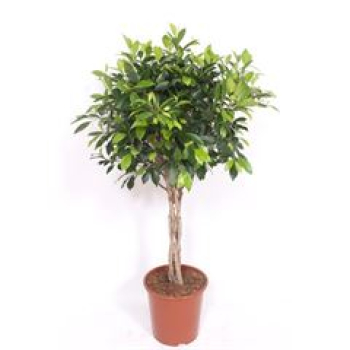 Ficus  'Nitida' geflochtener Stamm