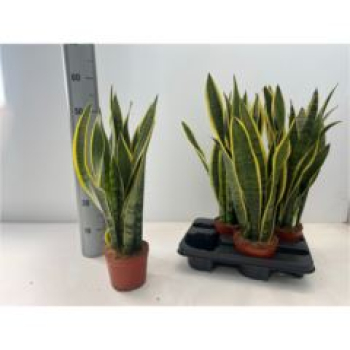 Sansevieria trifa. 'Laurentii'