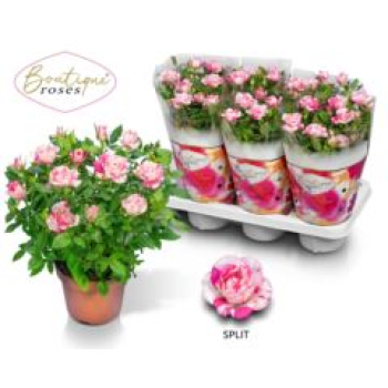 Rosen 'Paint Star'