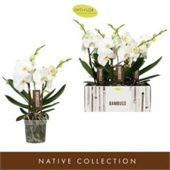 Phalaenopsis "Bambuso" 2 Rispen weiß
