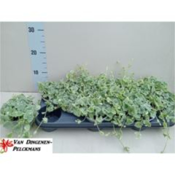 Glechoma hederacea 'Variegata'